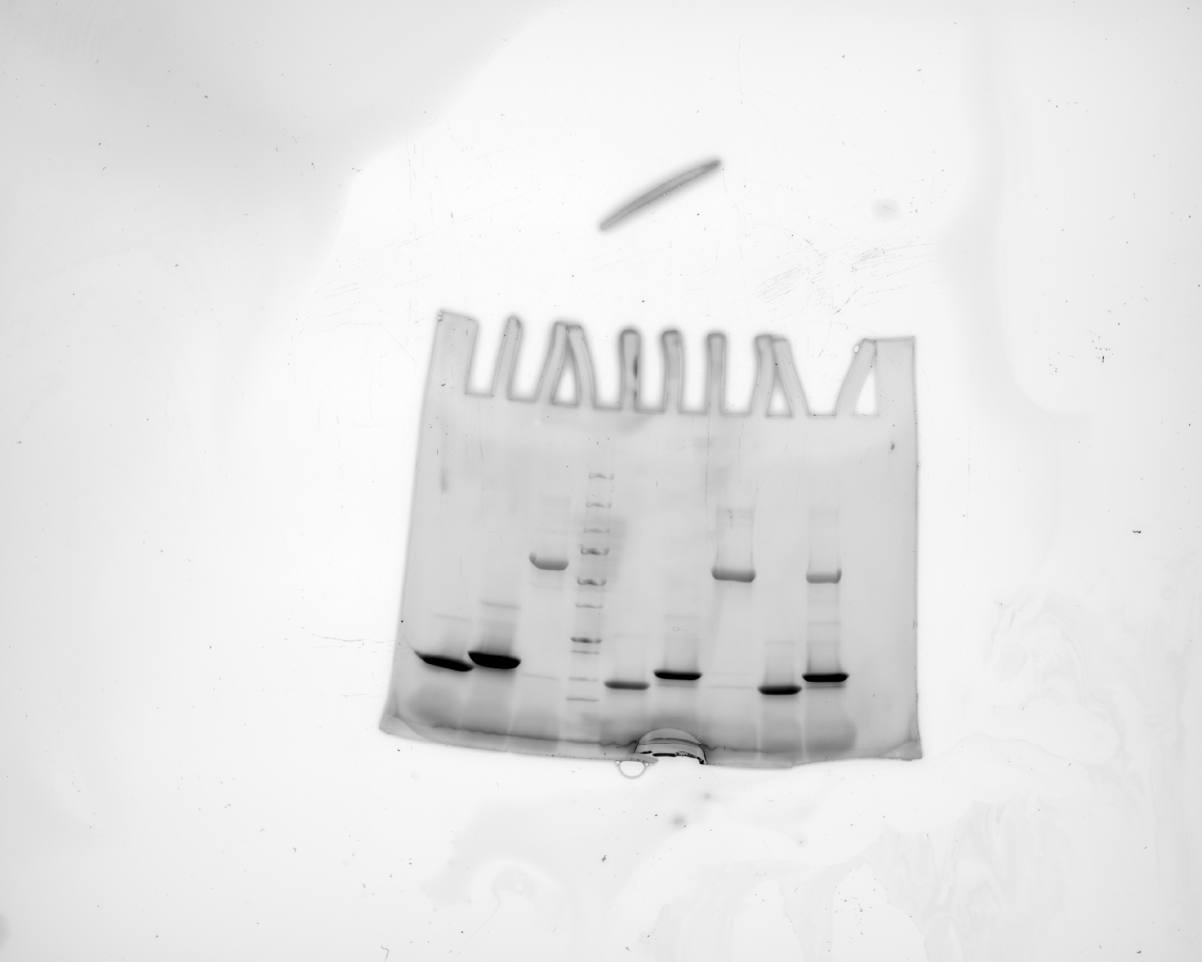 SDS-PAGE gel used to verify chromatography purity